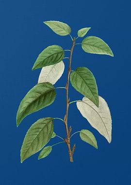 Balsam Poplar Leaves