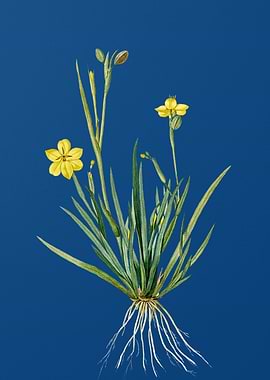 Yellow Eyed Grass on Blue