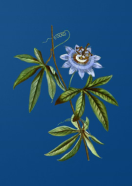 Blue Passionflower