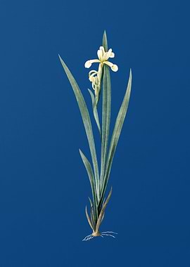 Yellow Banded Iris on Blue