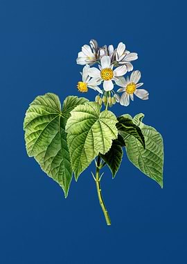 Vintage African Hemp Azul