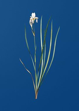 Siberian Iris on Blue