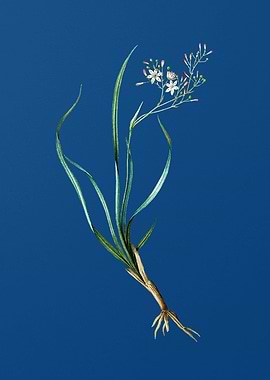 Phalangium Bicolor on Blue