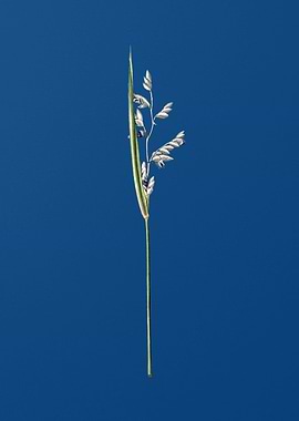 Powdery AlligatorFlag