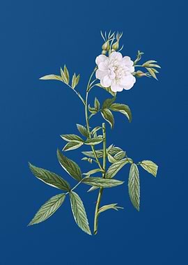 White Rose of York on Blue