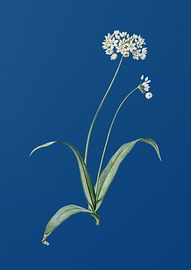 Spring Garlic on Blue