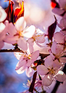 Inside the Sakura Tree