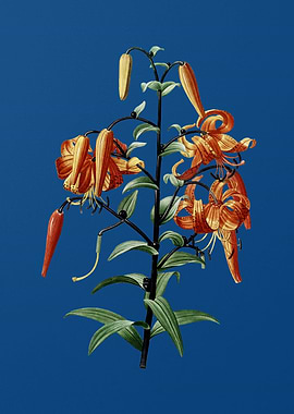 Tiger Lily