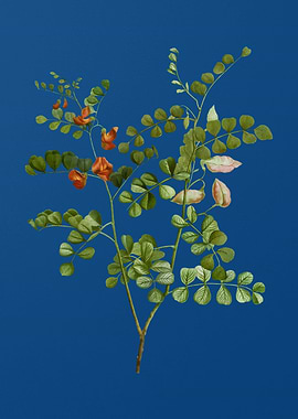 Spotted Bladder Senna