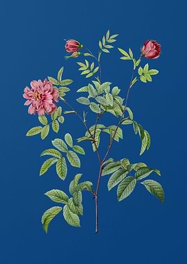 Vintage Cinnamon Rose