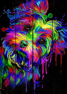 Yorkshire Terrier