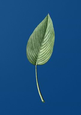 Powdery AlligatorFlag