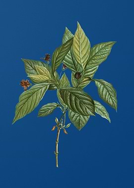 Alpine Honeysuckle Plant