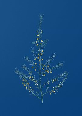 Sea Asparagus