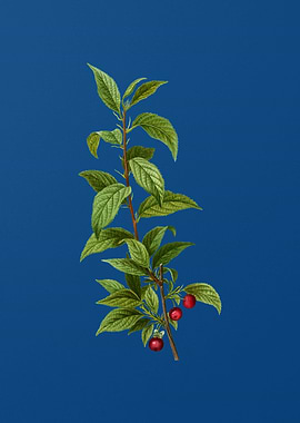 Cherry on Classic Blue