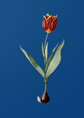 Tulip on Classic Blue