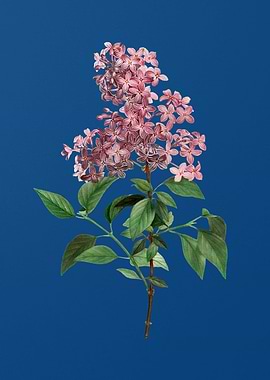 Chinese Lilac on Blue