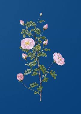 Pink Scotch Briar Rose