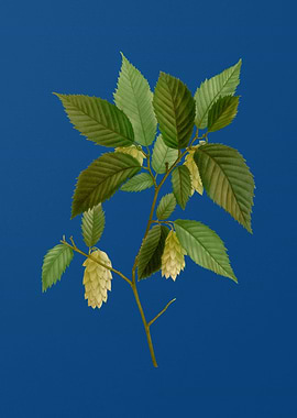 American Hophornbeam