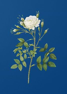 White Rose of Rosenberg