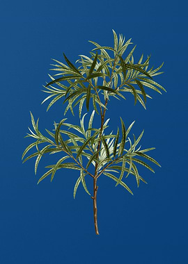 Bitter Willow on Blue