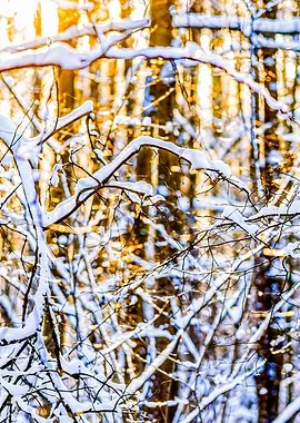 Forest Snow Winter Sunset