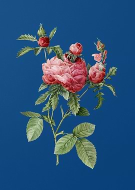 Vintage Cabbage Rose