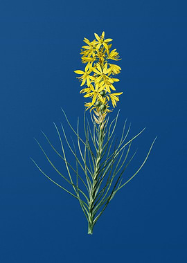 Yellow Asphodel on Blue