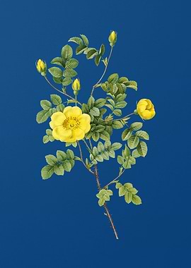 Yellow Sweetbriar Rose