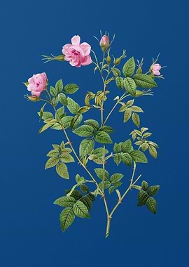 Pink Flowering Rosebush