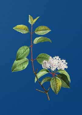 Black Haw on Classic Blue