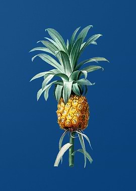 Vintage Pineapple Drawing