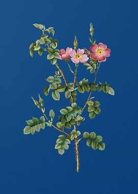 Prickly Sweetbriar Rose