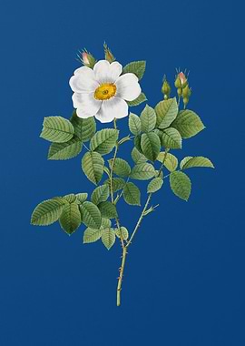 Twin Flowered White Rose