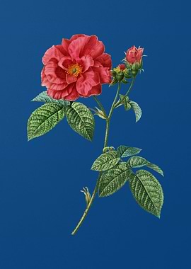 Apothecary Rose on Blue