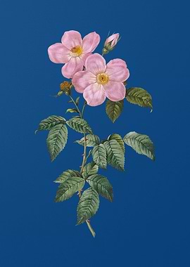 Tea Scented Roses Bloom