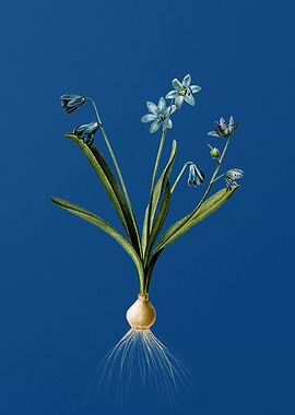 Scilla Amoena on Blue