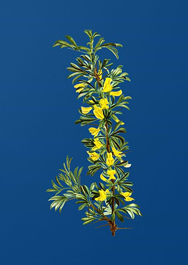 Caragana Spinosa