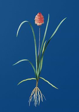 Veltheimia Abyssinica