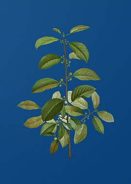 Vintage Alder Buckthorn