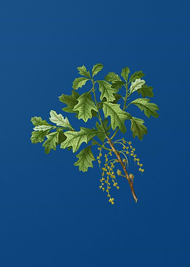 Bear Oak on Classic Blue