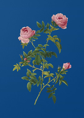 Rose of the Hedges on Blue