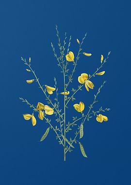 Yellow Broom Flowers