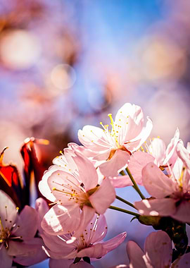 Sakura On A Sunny Day