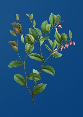 Andromeda Axillaris Bloom