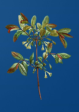 Blooming Honeyberry Flower