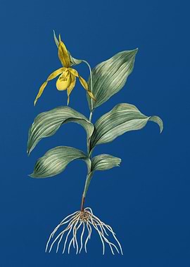 Ladys Slipper Orchid