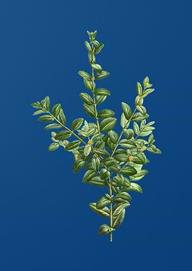 Boxwood Bush