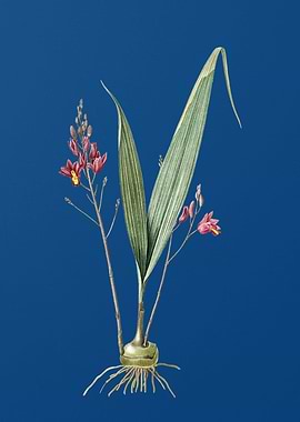 Pine Pink on Classic Blue