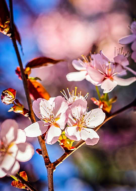 Stylish Sakura Blossoms